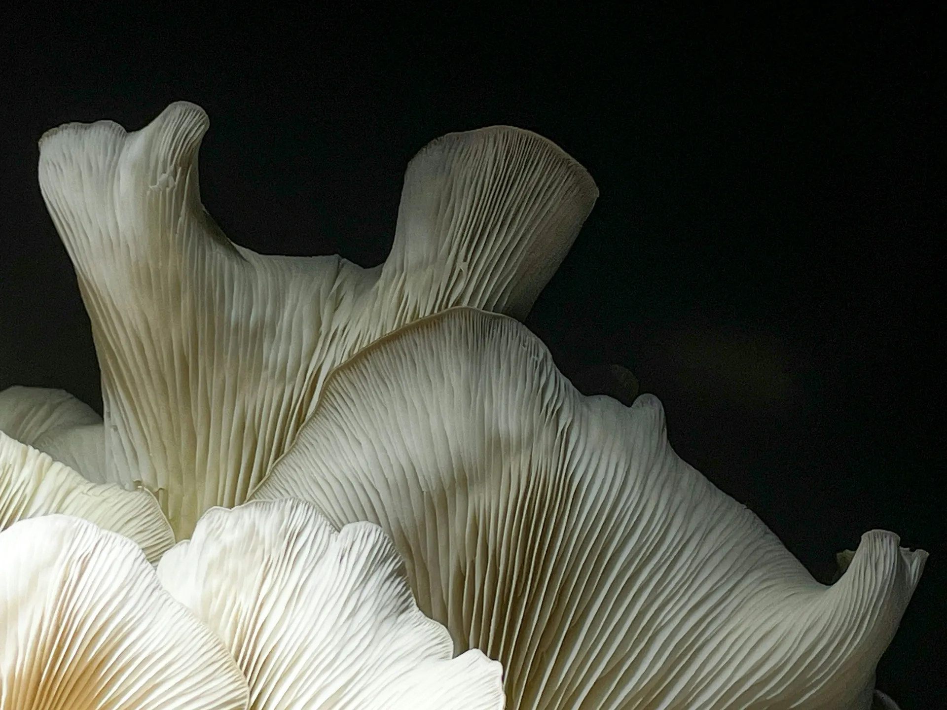 大湖之旅 — 龐洛郵輪 · 貝洛特號