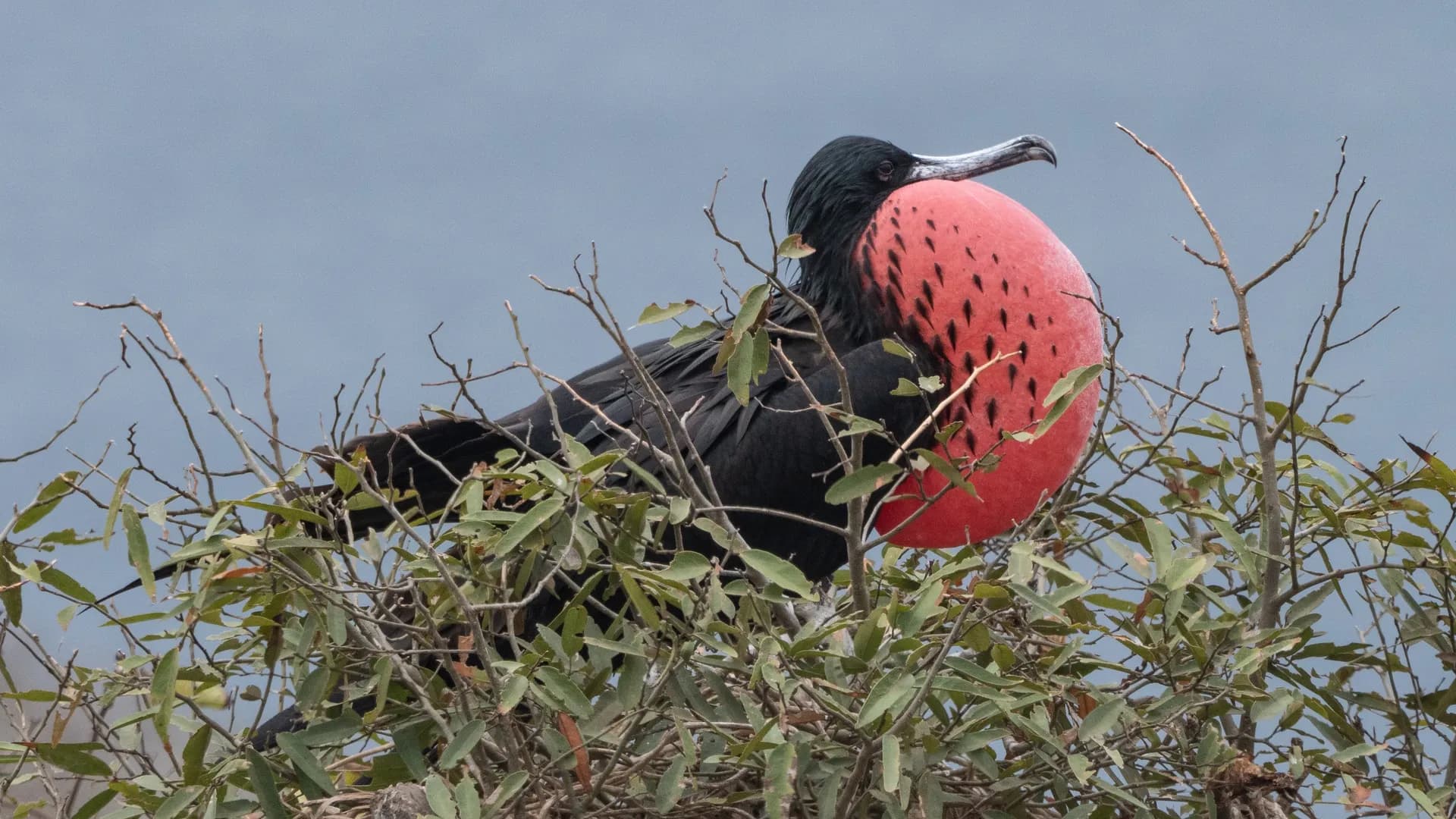 加拉巴哥群島：野生動物仙境 — 塔克河輪 · Tauck Santa Cruz II