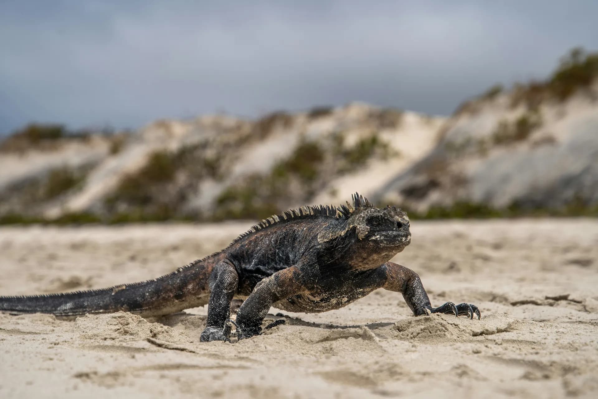 加拉巴哥群島郵輪 — 塔克河輪 · Isabela II