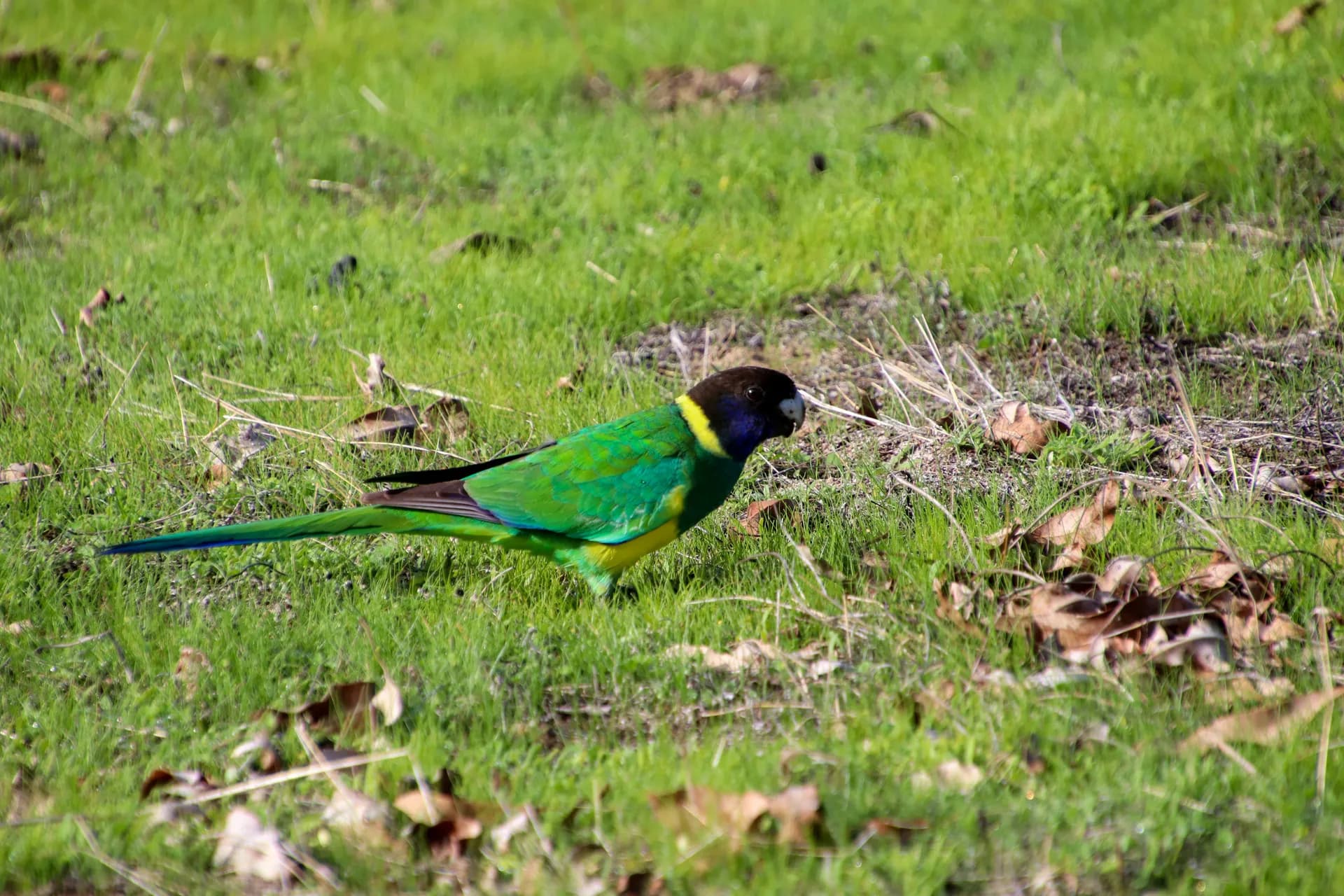জুরিয়েন বে সামুদ্রিক উদ্যান 1