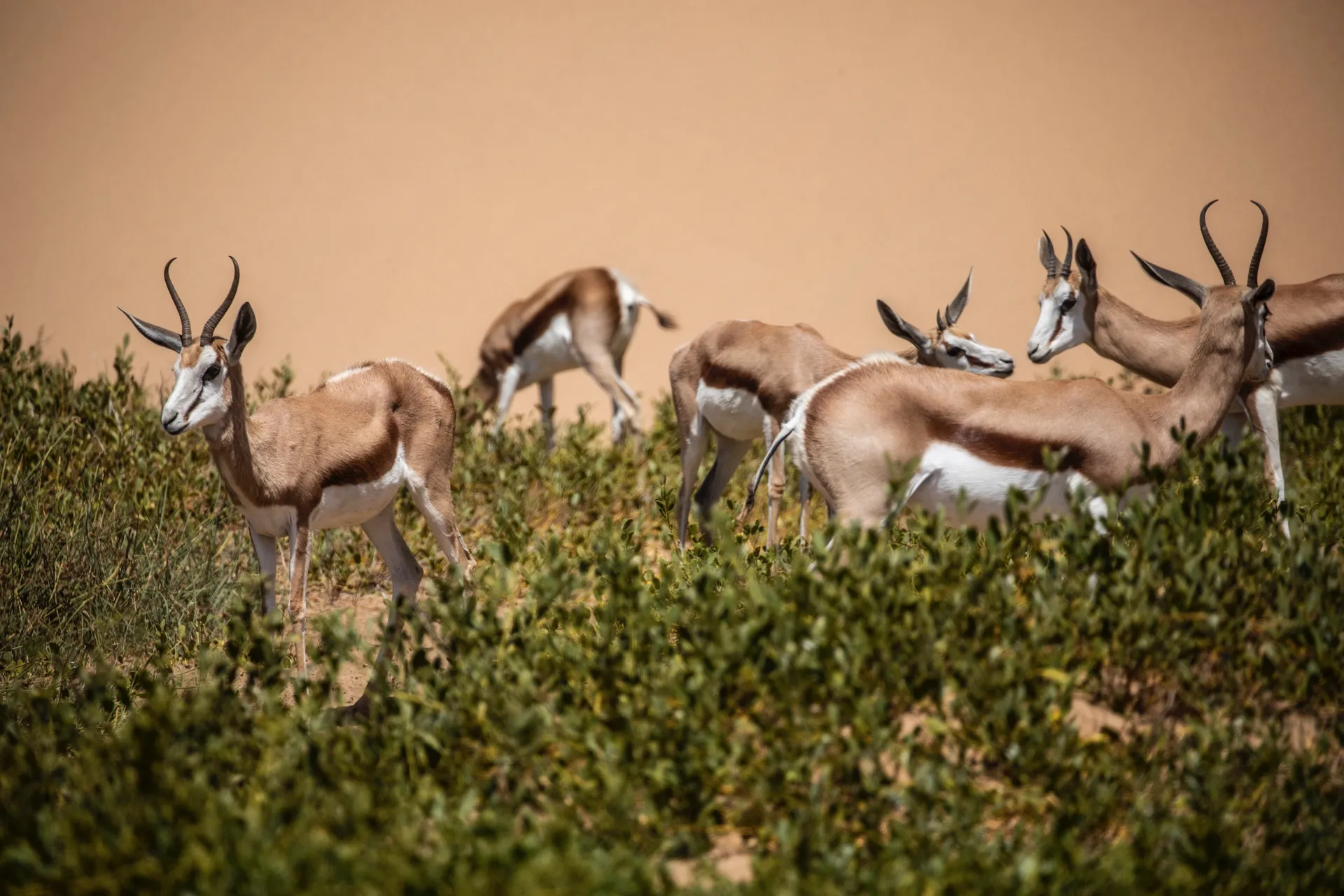 從開普敦出發的南非之旅 — 地中海郵輪 · 地中海歌劇號