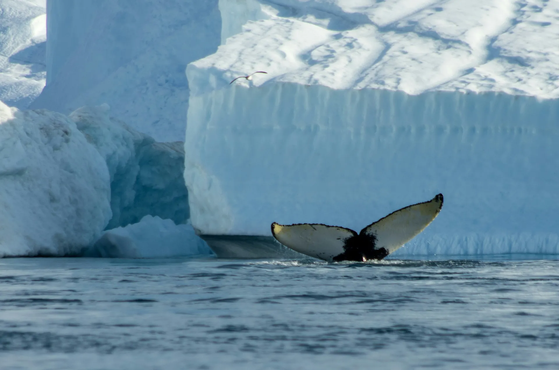 在西北航道的心臟地帶 — 龐洛郵輪 · 南冠號