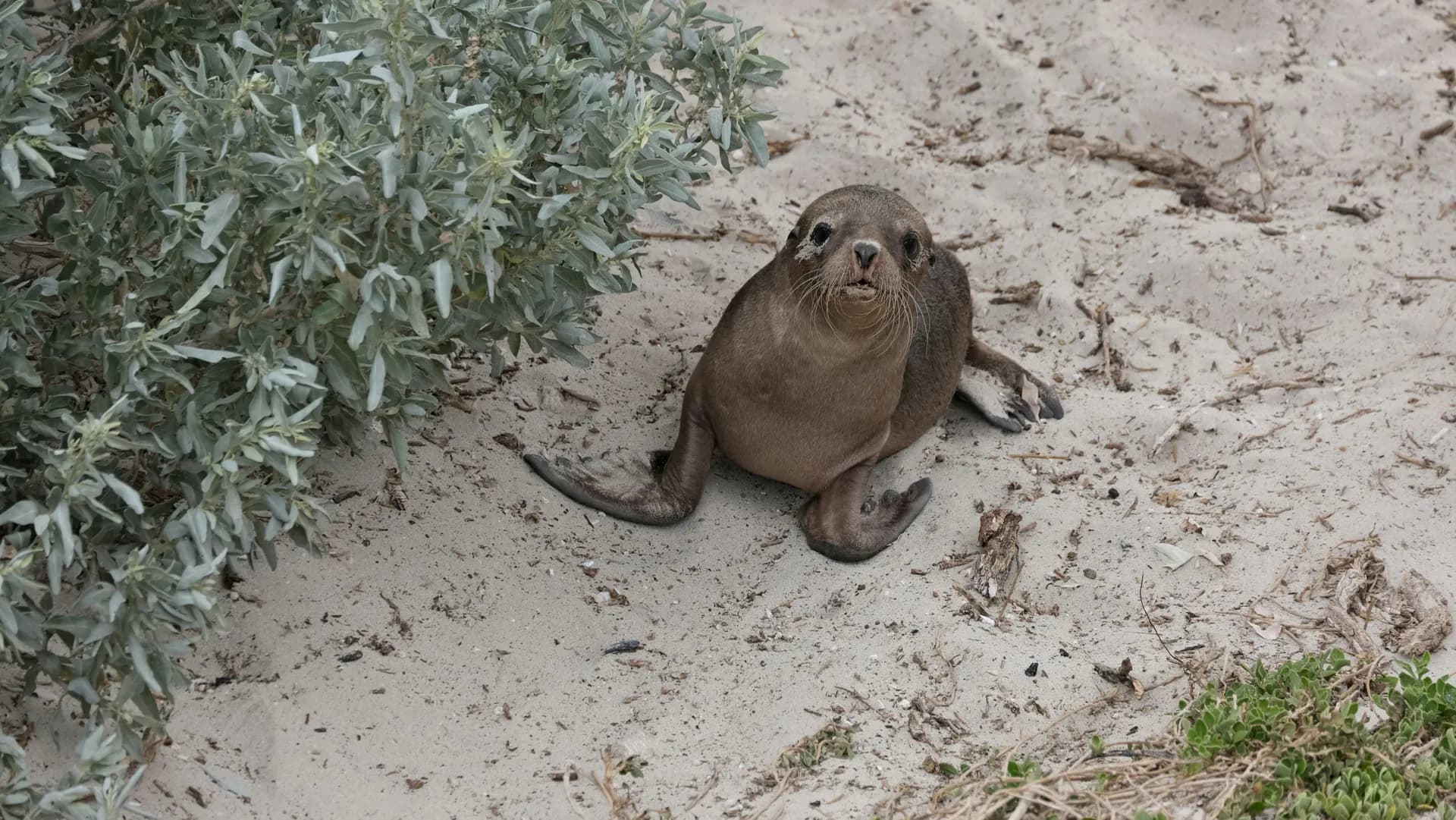 傳奇的澳洲環島之旅 — 荷美郵輪 · 諾丹號