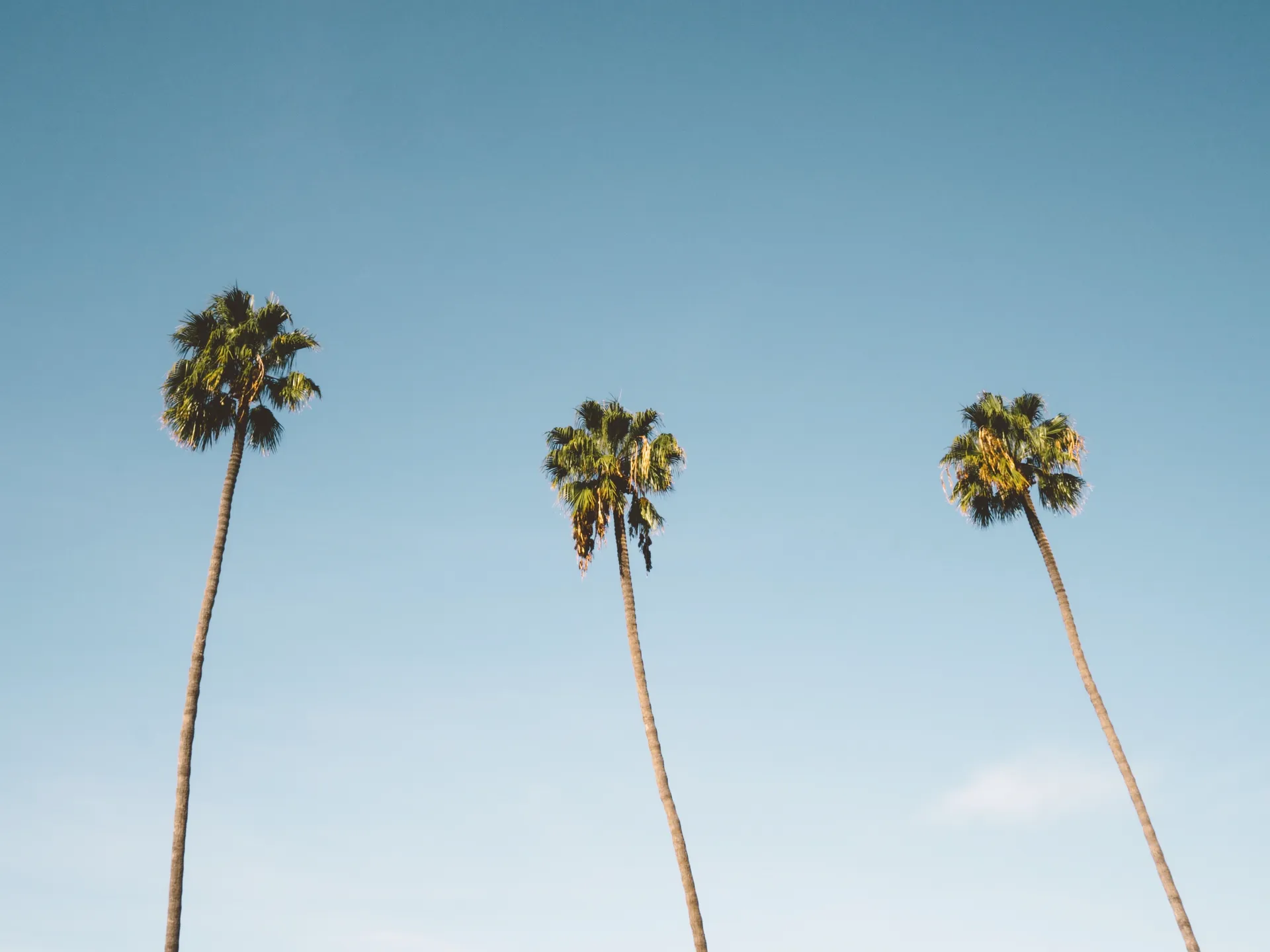 從聖地牙哥出發的巴哈郵輪 — 迪士尼郵輪 · 迪士尼奇妙號