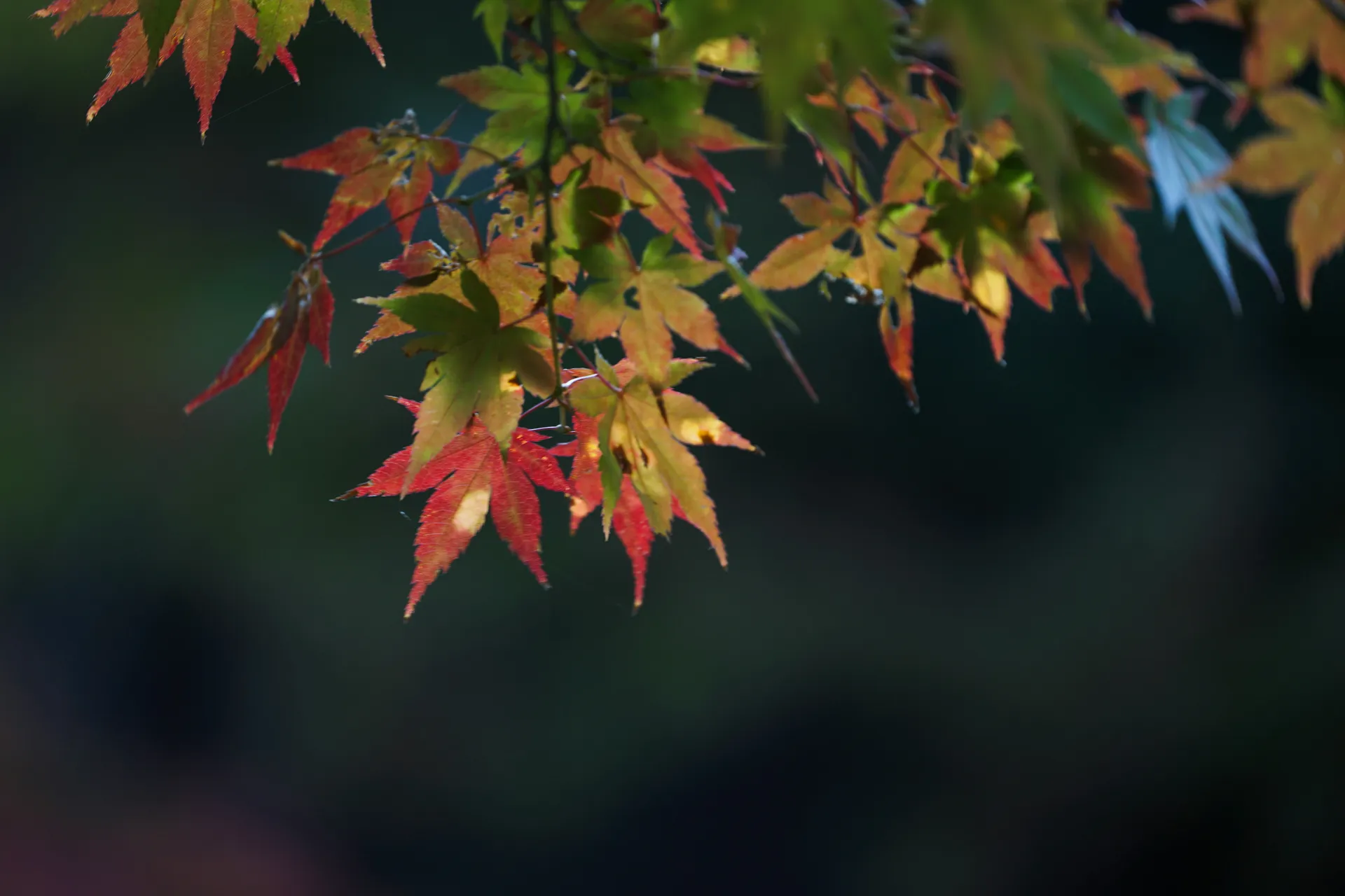 從東京到東京 — 大洋郵輪 · 利嘉特號