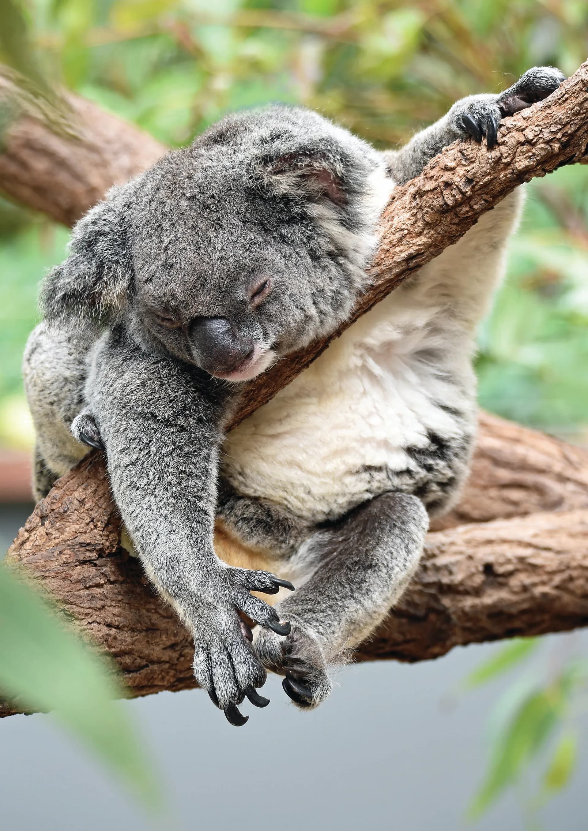 Sydney Do Bali — Oceania Cruises · Riviera