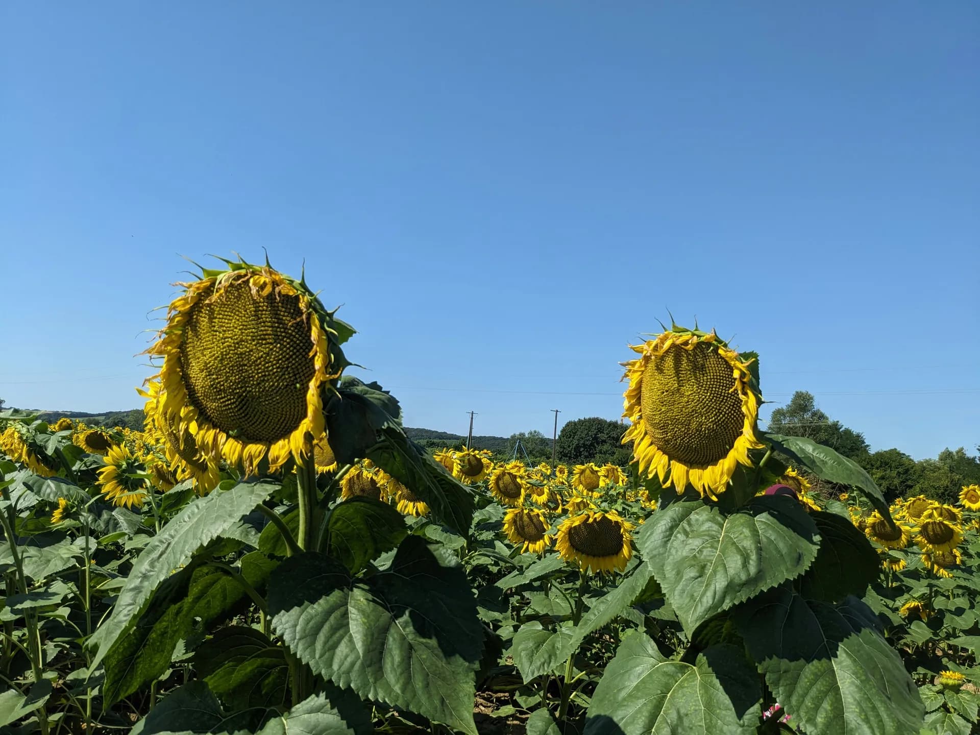 東南歐的瑰寶 - 從喬治烏到布達佩斯 — 阿瑪河輪 · 阿瑪貝拉號