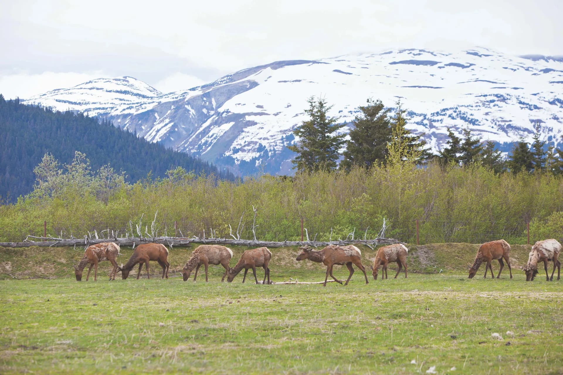 哈伯冰川與斯卡圭從威提爾，阿拉斯加 — 挪威郵輪 · 諾唯真翡翠號