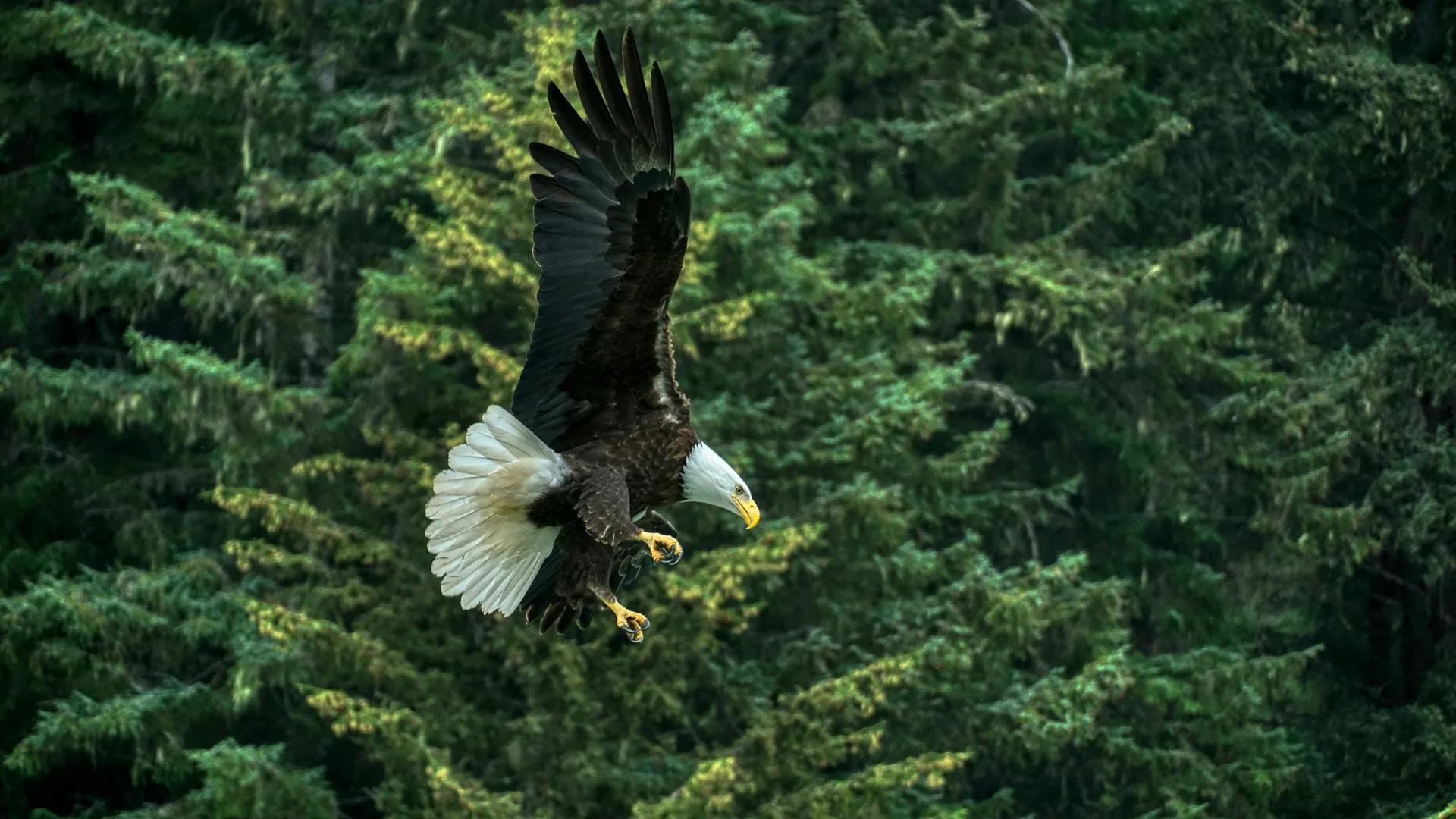阿拉斯加內水道 - 南行 — 銀海郵輪 · 銀月號