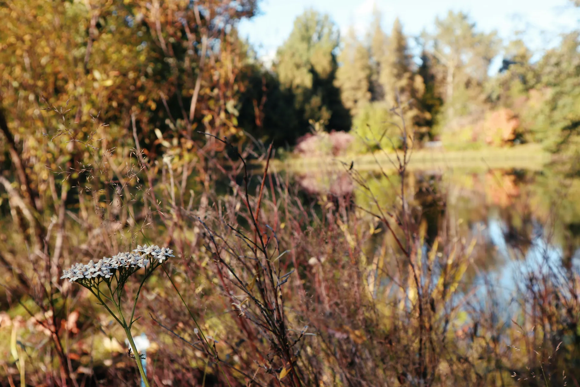 博斯尼亞灣，通往北極的門戶 — 龐洛郵輪 · 指揮官夏古號