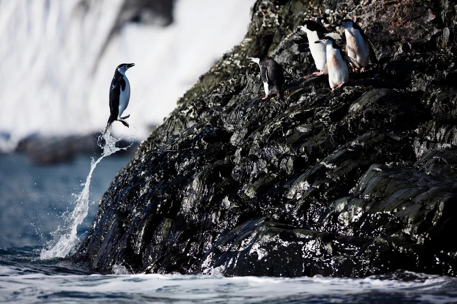 威廉斯港往返威廉斯港 — 銀海郵輪 · 銀雲號