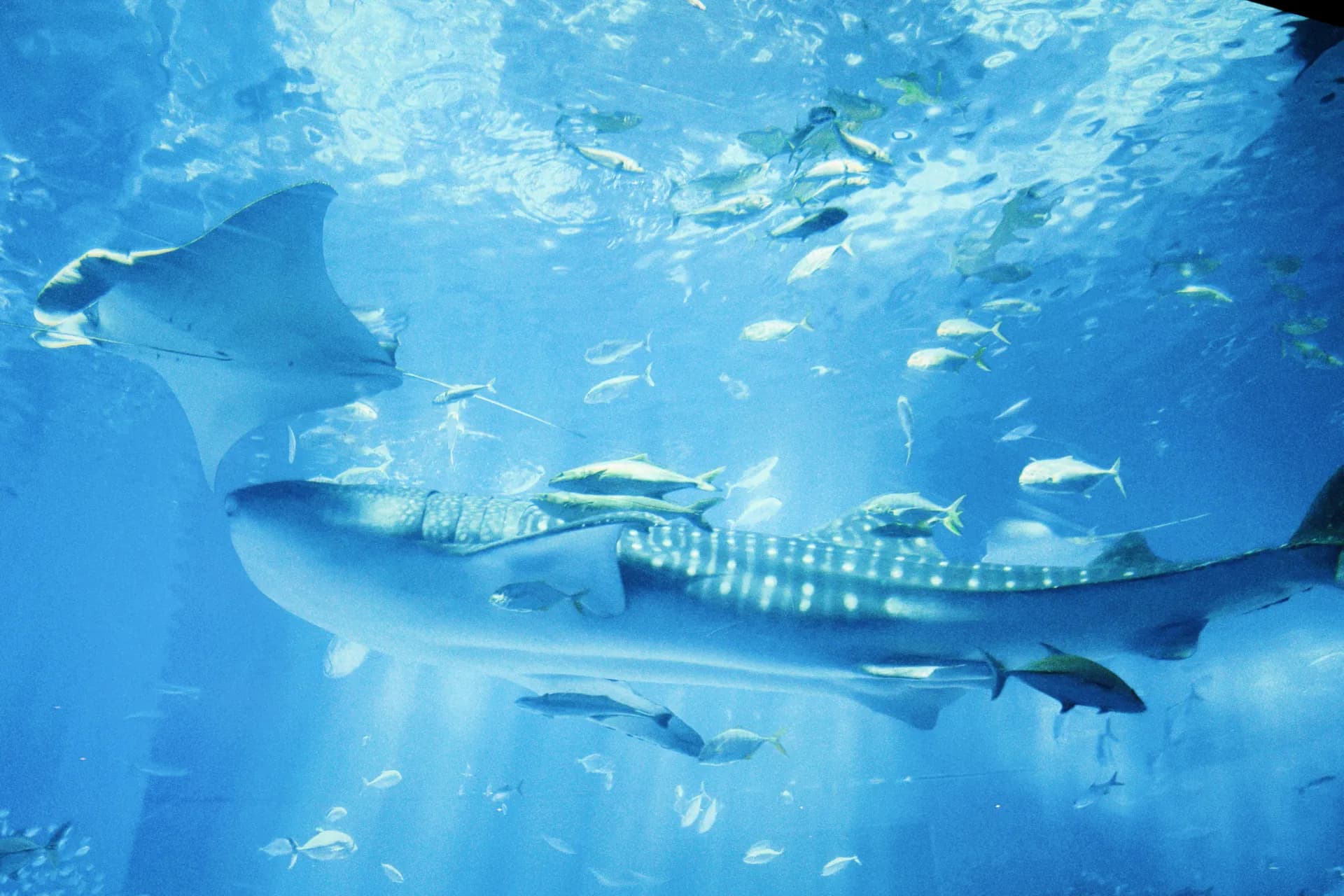 মোটোবু 5