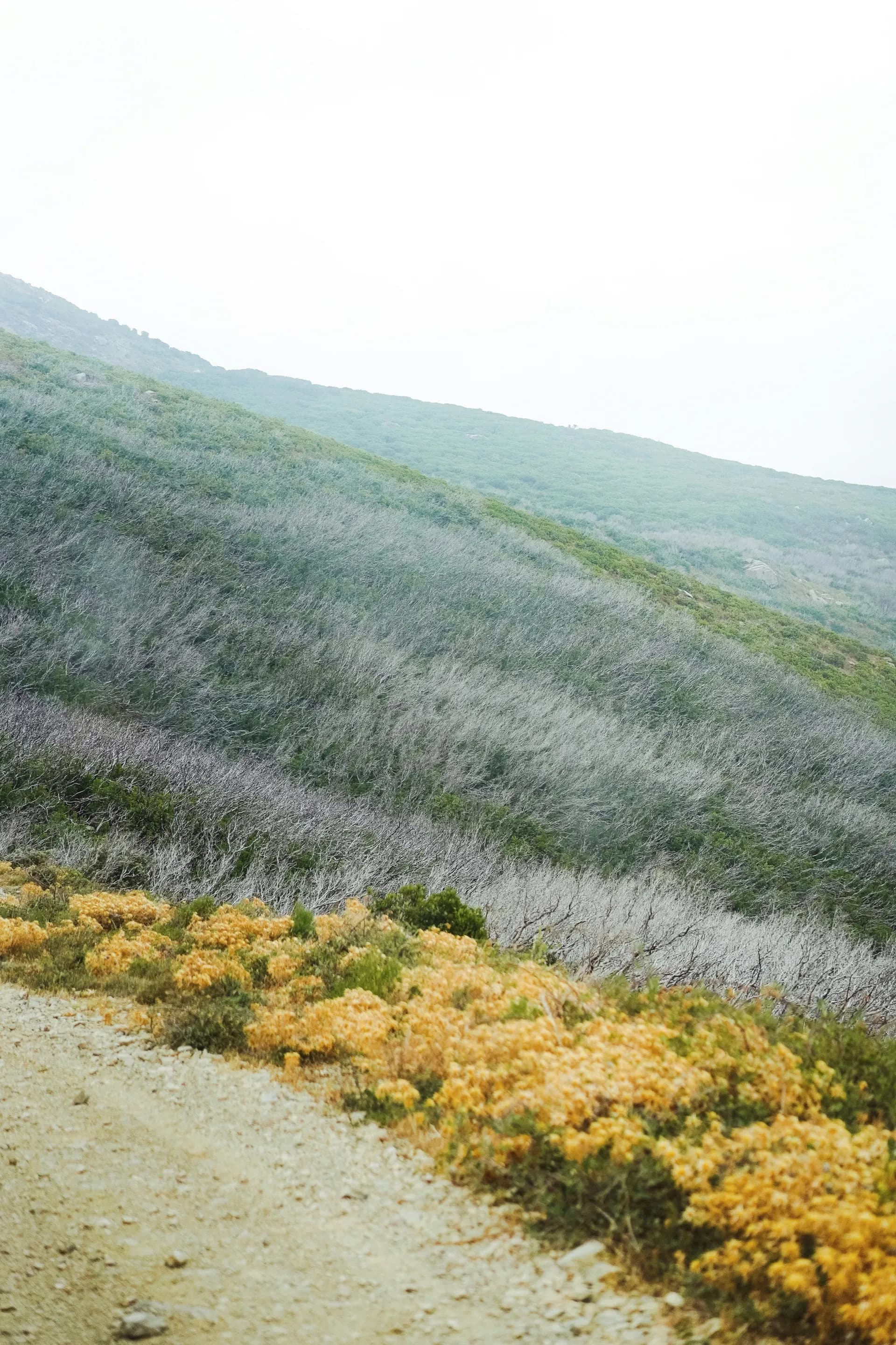 聖弗洛倫特（科西嘉-法國） 1