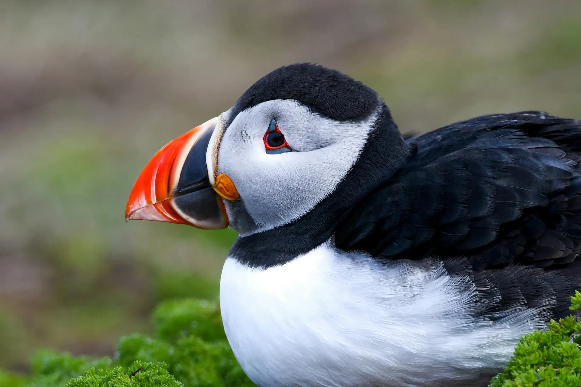 스코머 아일랜드 2