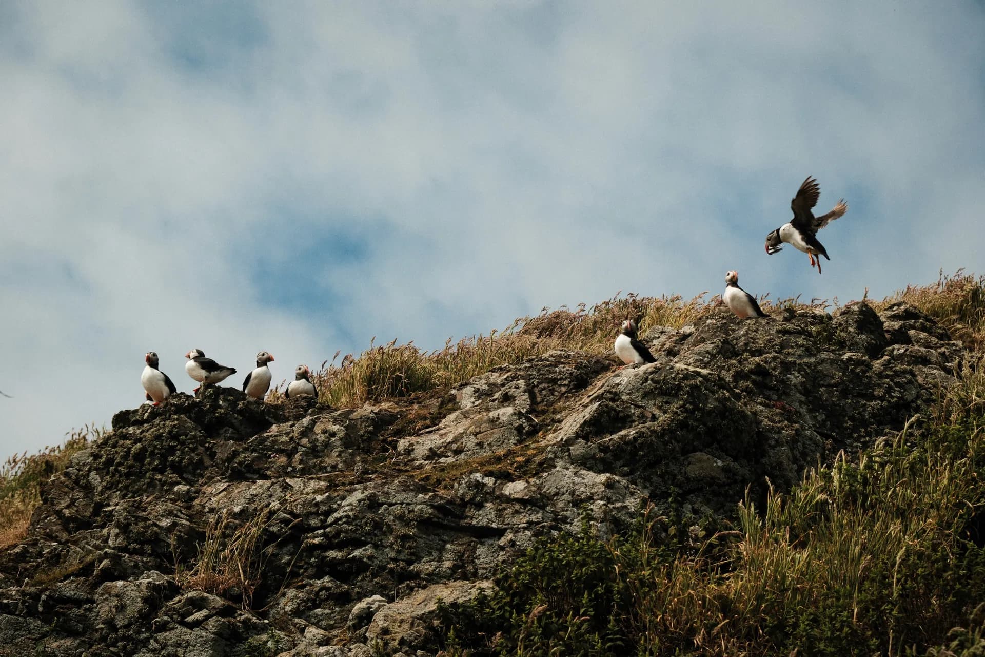 스코머 아일랜드 4