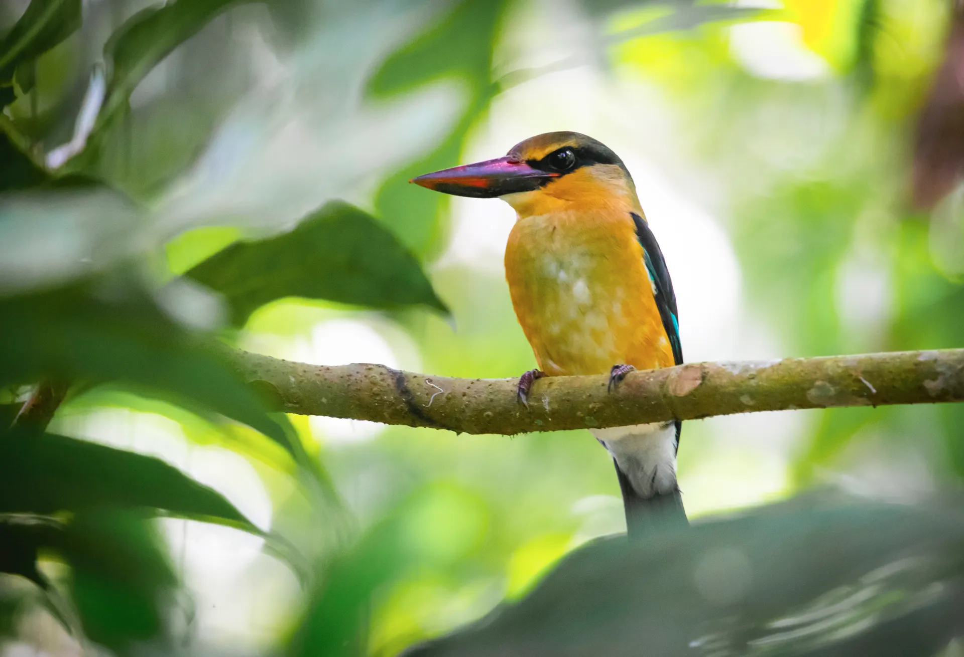 布宜諾斯艾利斯至加那利群島拉斯帕爾馬斯 — 龐洛郵輪 · 星輝號