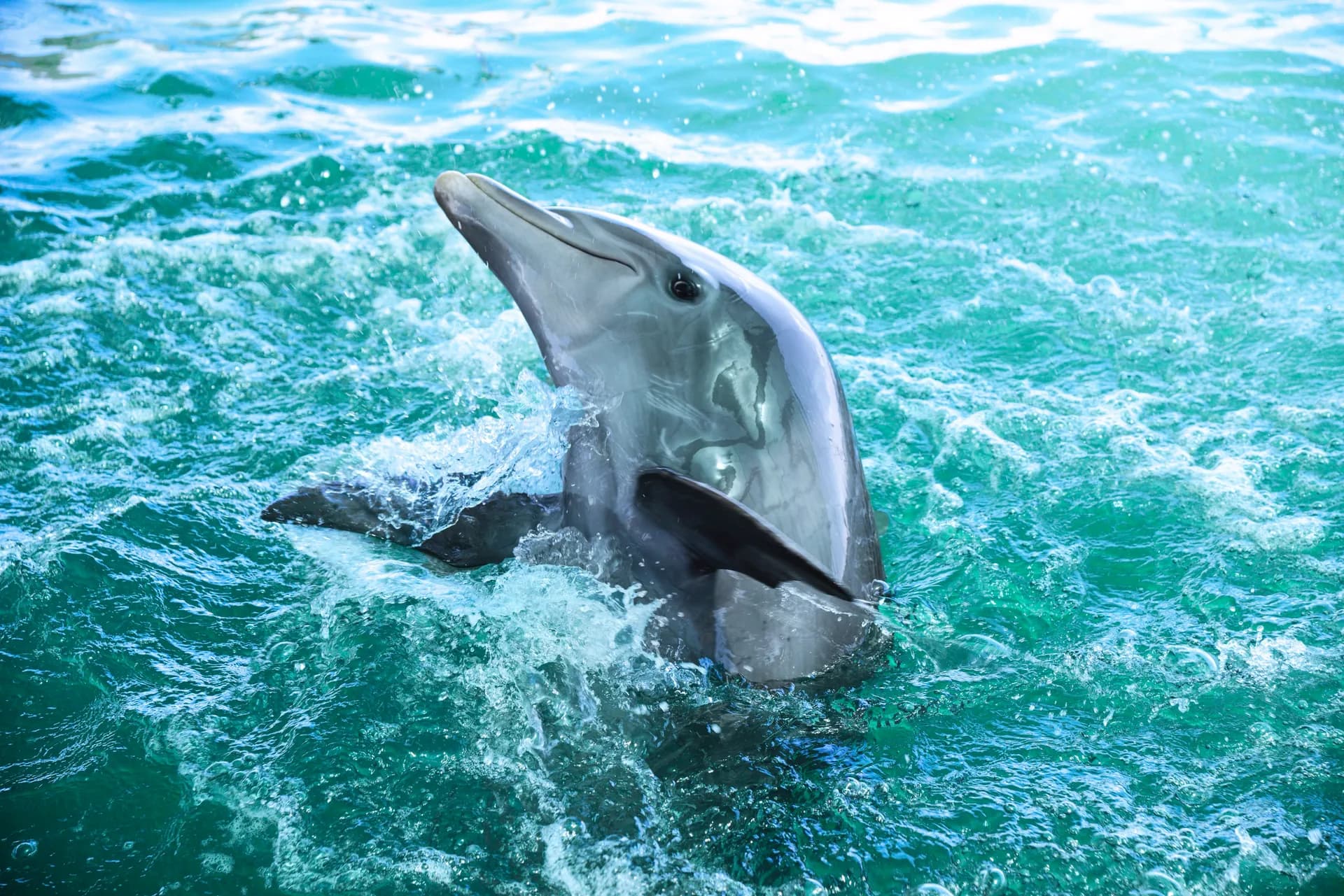 MSC Yacht Club 岸上觀光 2