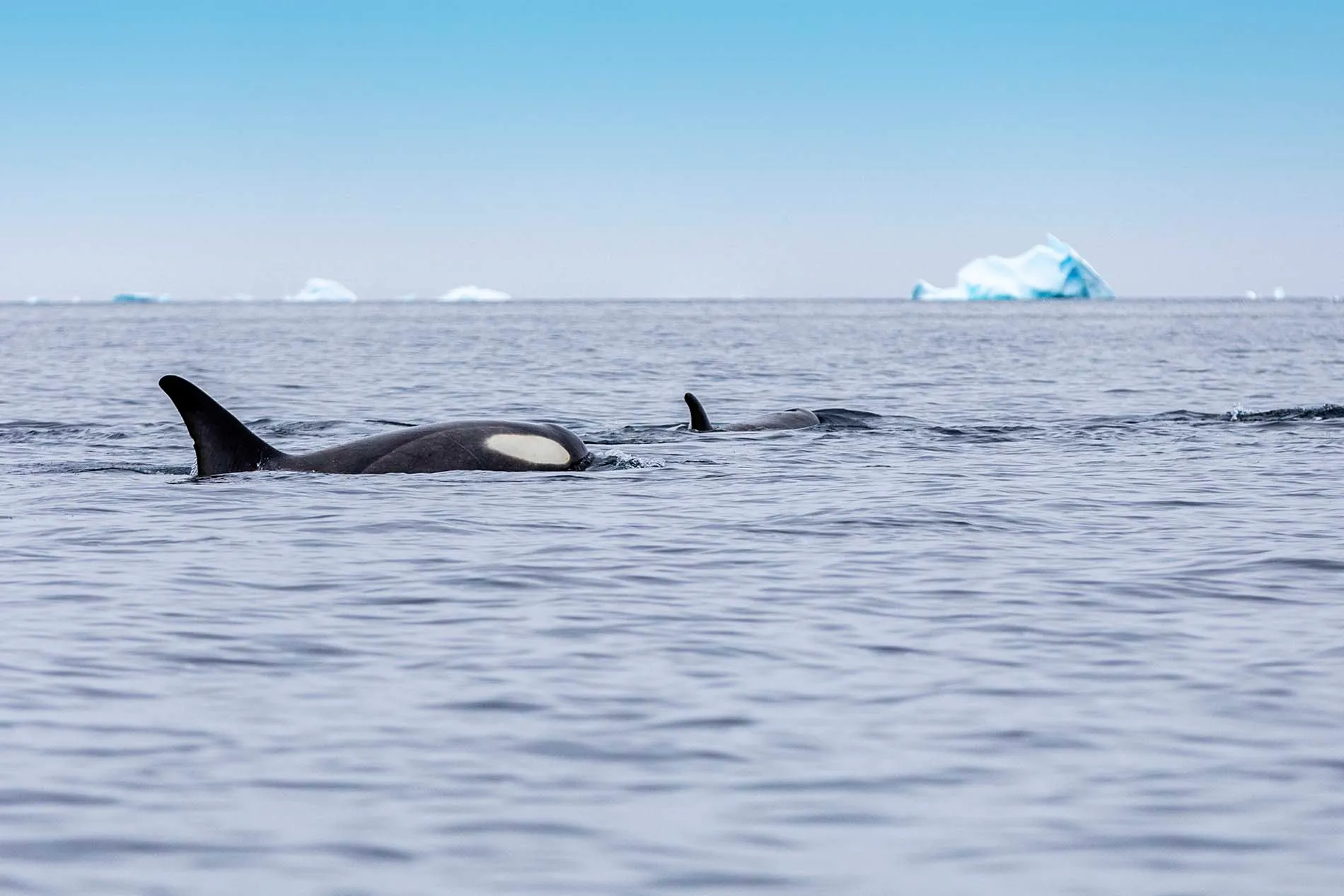 Scenic Eclipse 郵輪航程 4