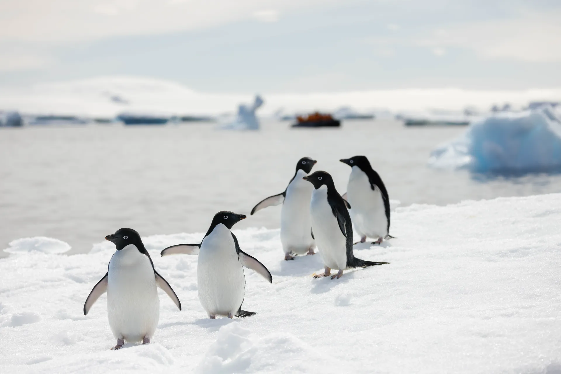 Ventures By Seabourn® 海上探險 7