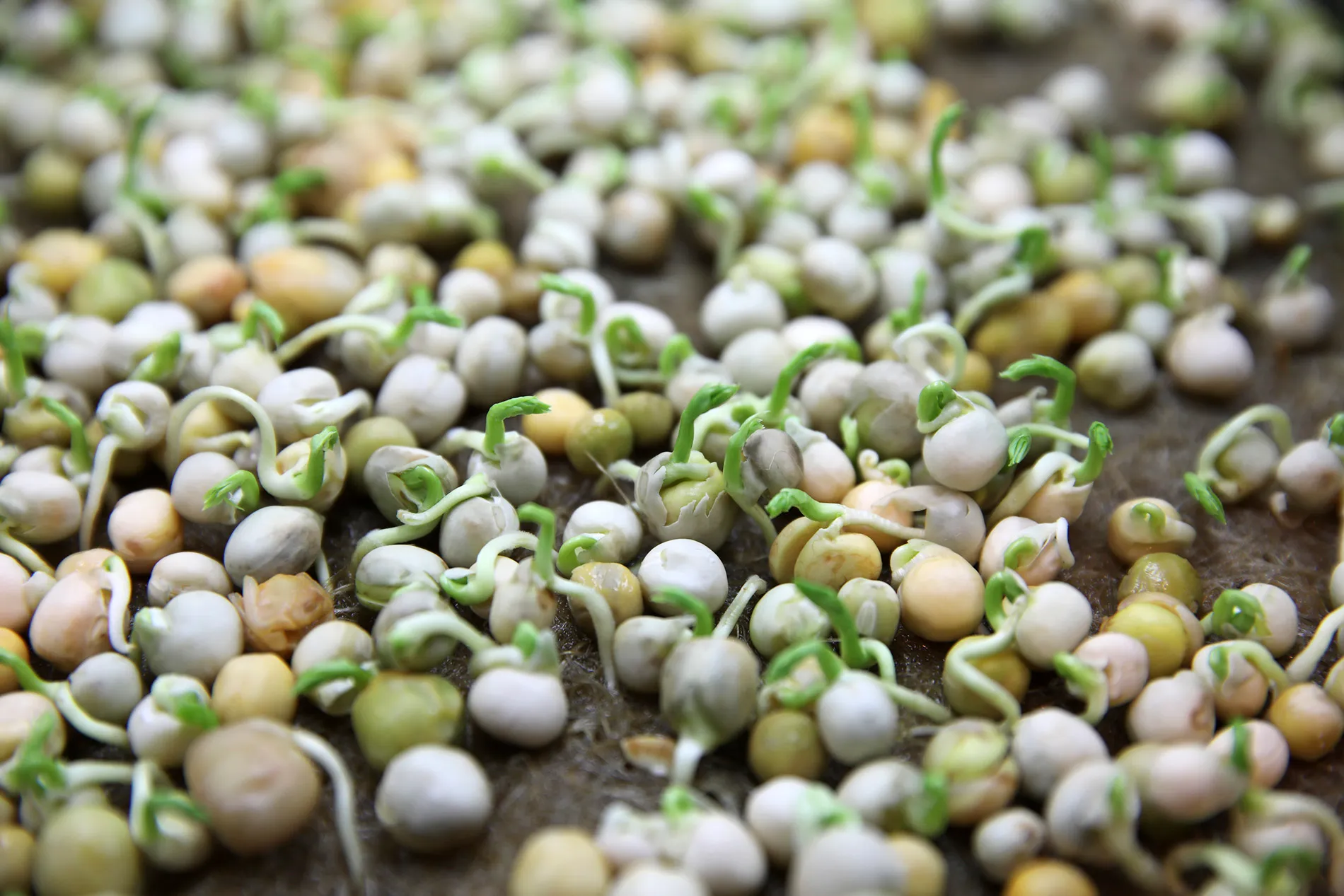 Сила (небо, зовні) - Ресторан 6