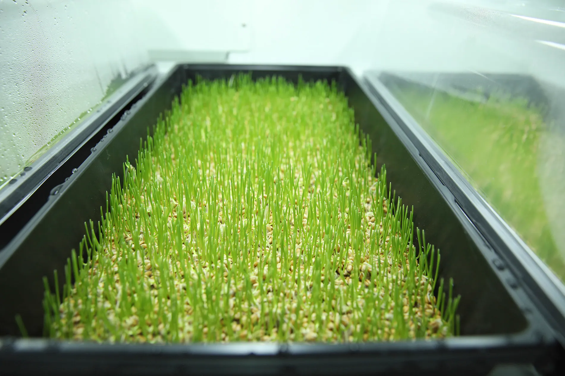 Сила (небо, зовні) - Ресторан 5