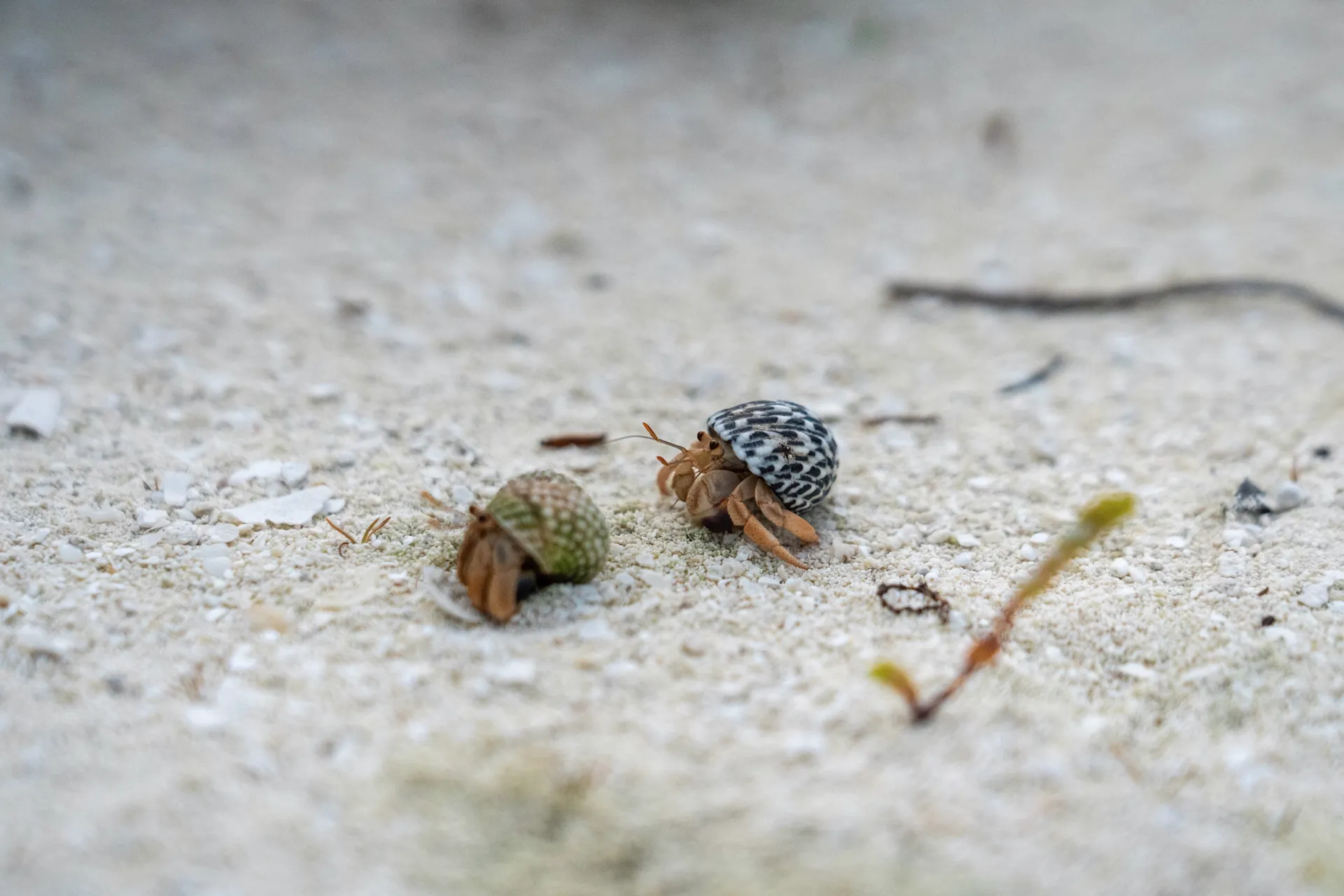 永續岸上觀光：MSC Protectours 2