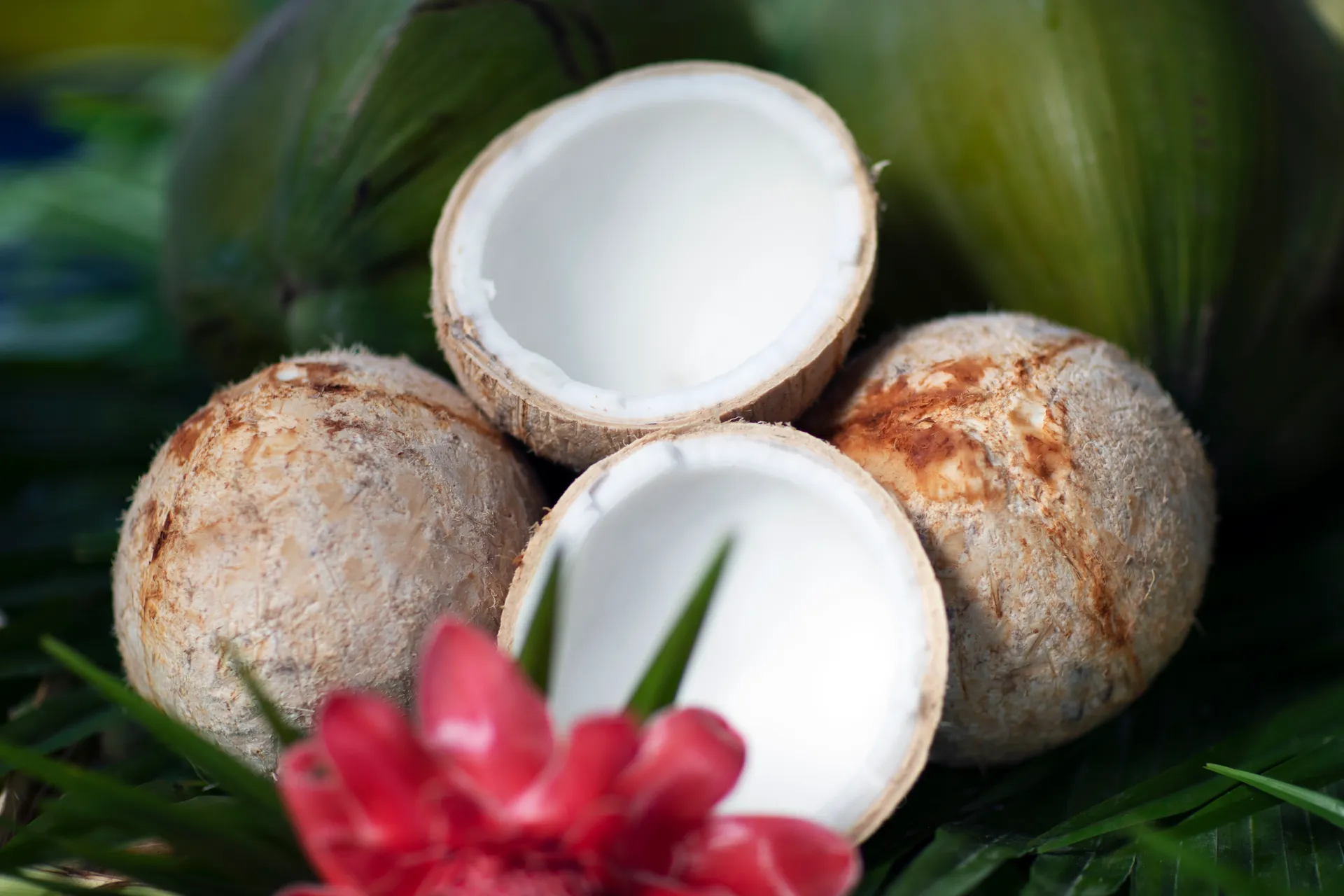 S.A.L.T. 陸上探險 1